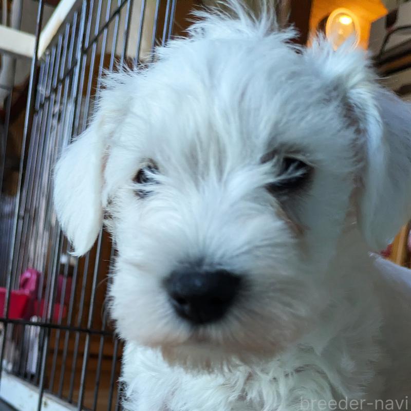 販売中の茨城県のミニチュアシュナウザー-432700