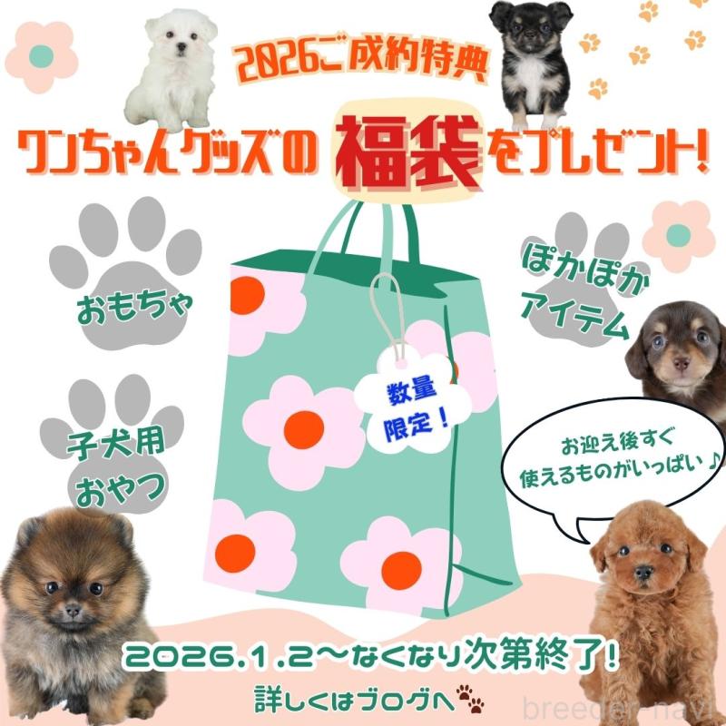 販売中の埼玉県のチワワ(ロングコート)-436393の11枚目