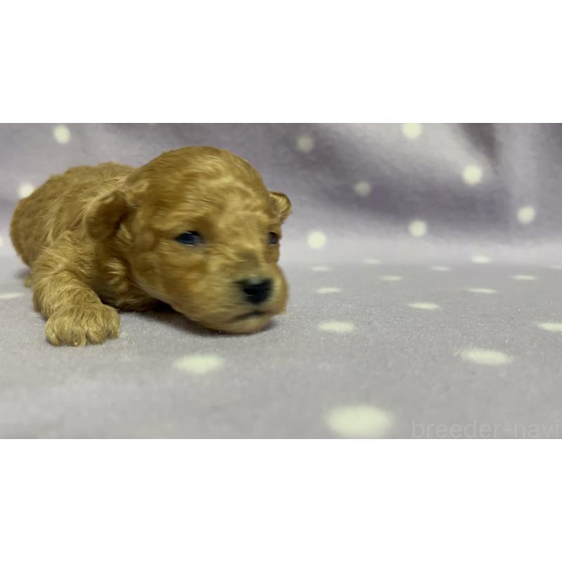 販売中の茨城県のタイニープードル-436392の6枚目