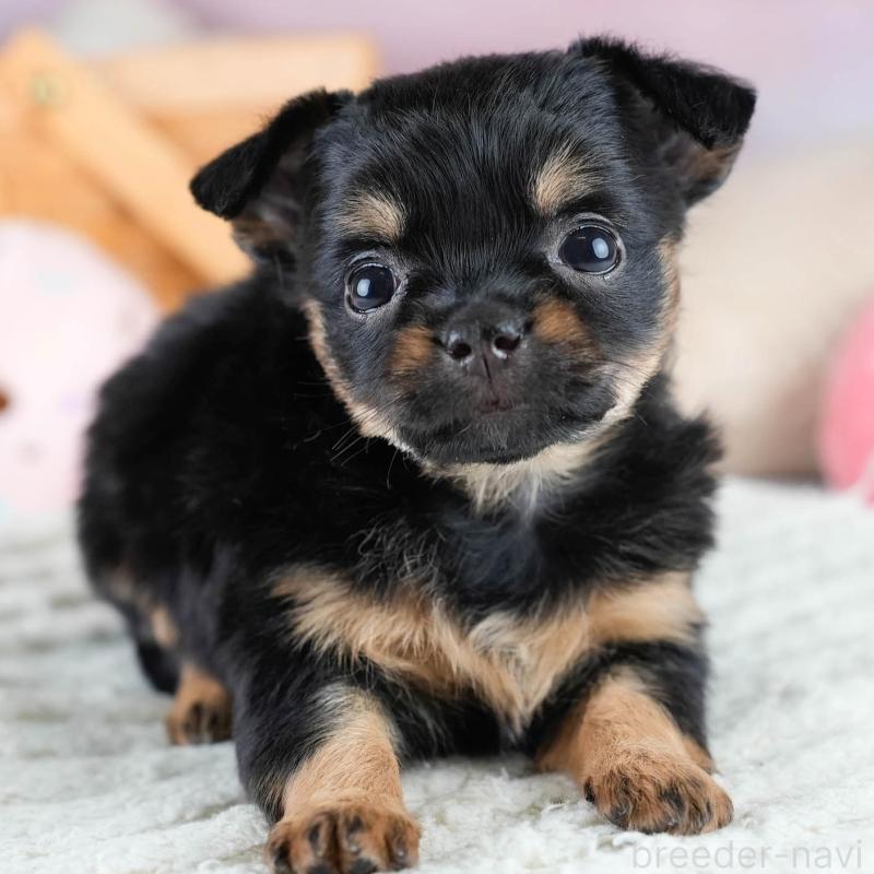 販売中の埼玉県のチワワ(ロングコート)-436393