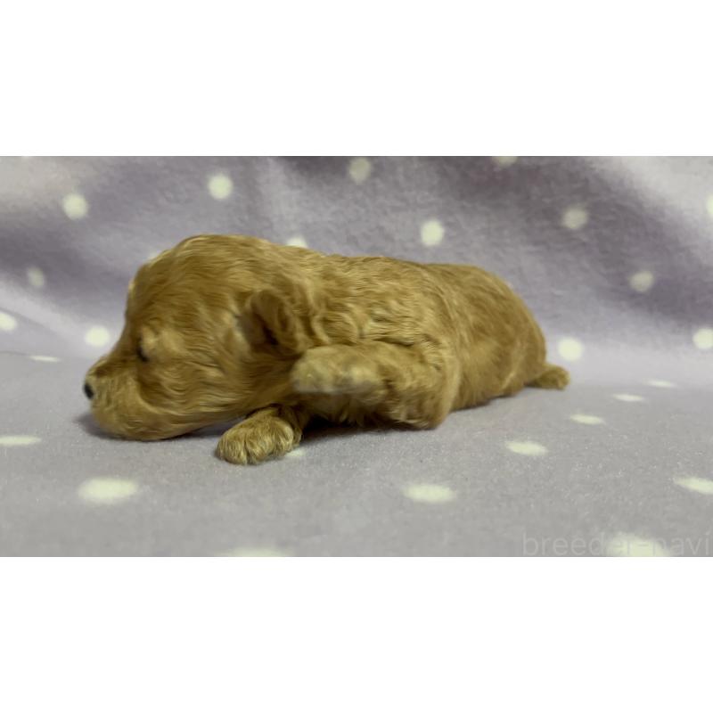 販売中の茨城県のタイニープードル-436392の4枚目