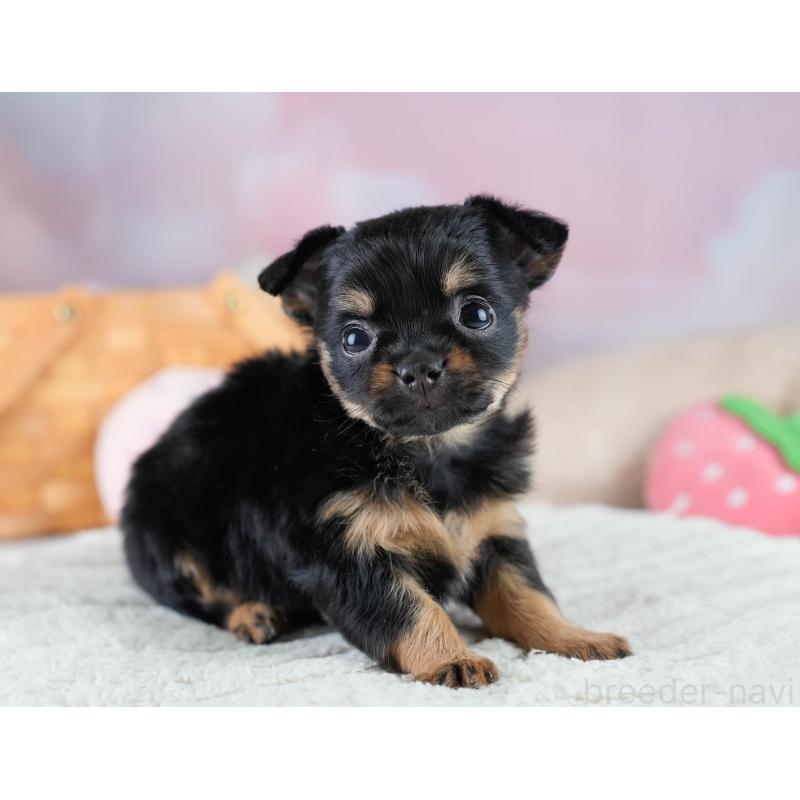 販売中の埼玉県のチワワ(ロングコート)-436393の10枚目