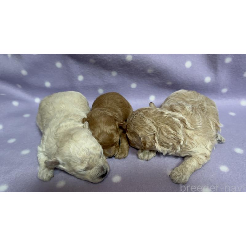 販売中の茨城県のタイニープードル-436392の2枚目