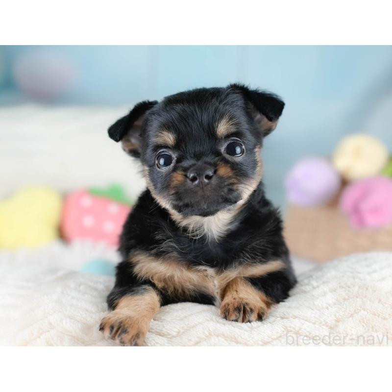 販売中の埼玉県のチワワ(ロングコート)-436393の9枚目