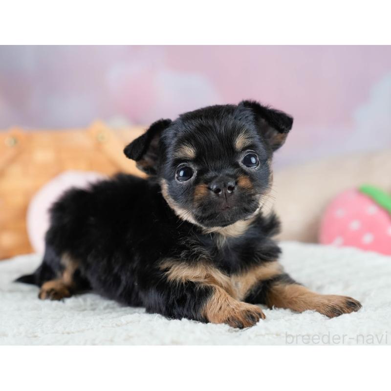 販売中の埼玉県のチワワ(ロングコート)-436393の8枚目