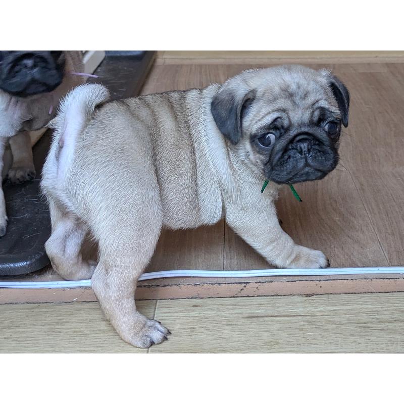 成約済の茨城県のパグ-433273の5枚目