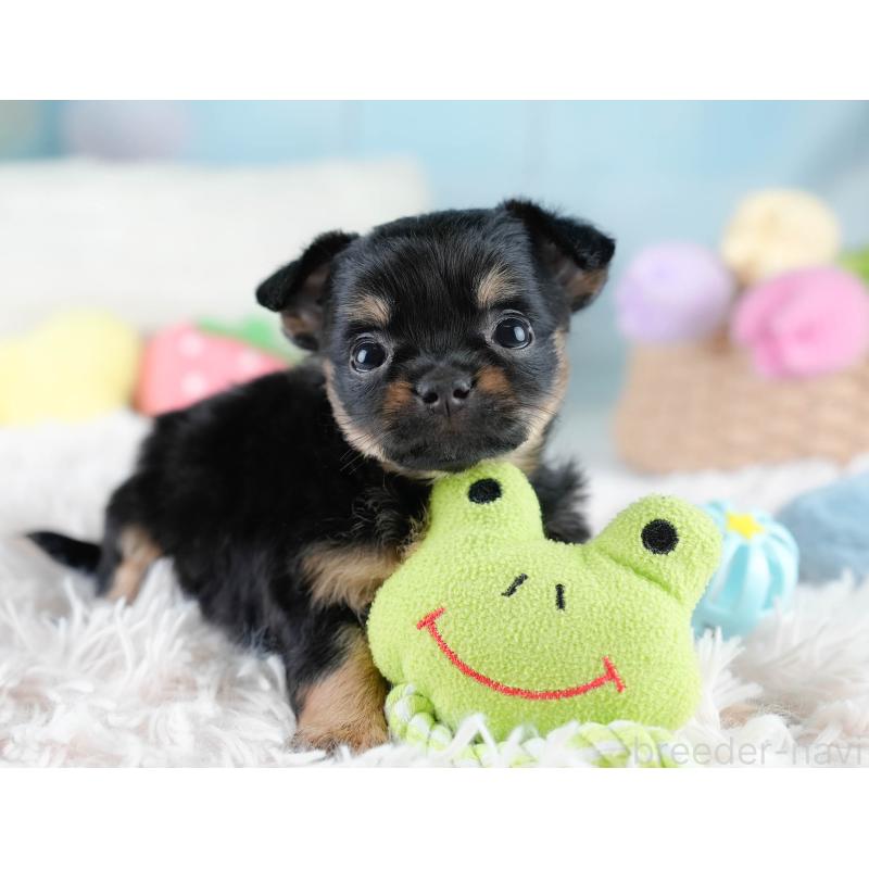 販売中の埼玉県のチワワ(ロングコート)-436393の7枚目