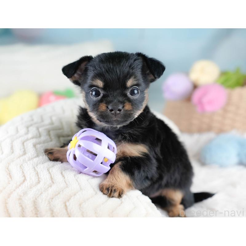 販売中の埼玉県のチワワ(ロングコート)-436393の6枚目