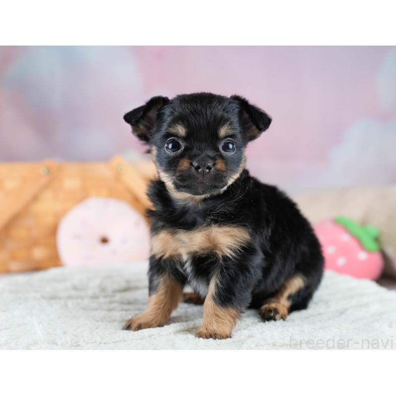 販売中の埼玉県のチワワ(ロングコート)-436393の4枚目