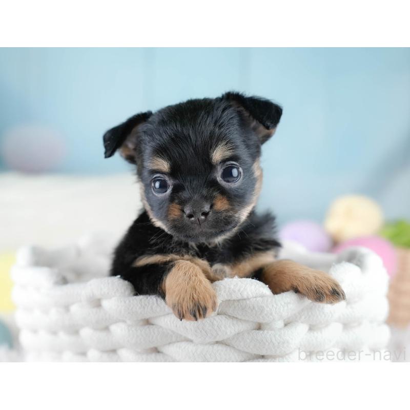 販売中の埼玉県のチワワ(ロングコート)-436393の3枚目