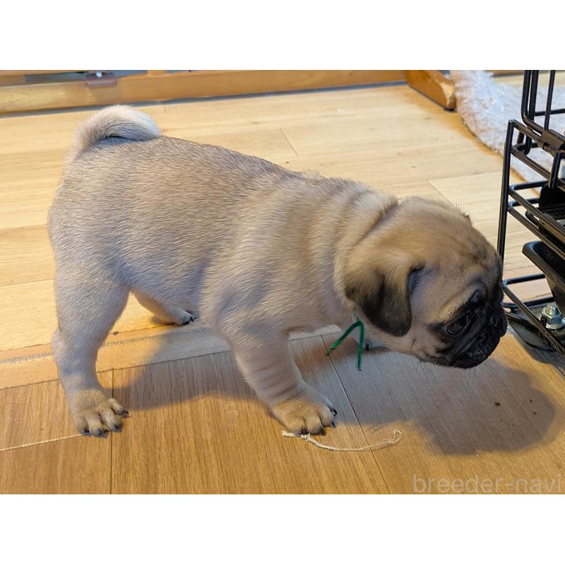 成約済の茨城県のパグ-433273の3枚目