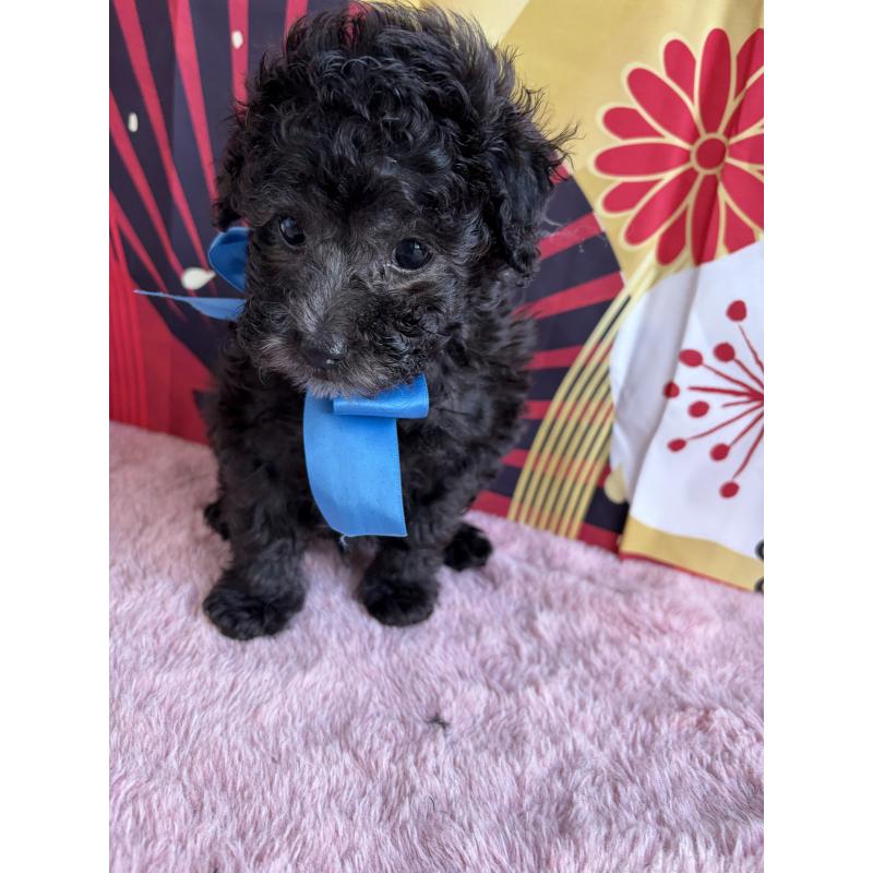 販売中の三重県のタイニープードル-436396の7枚目