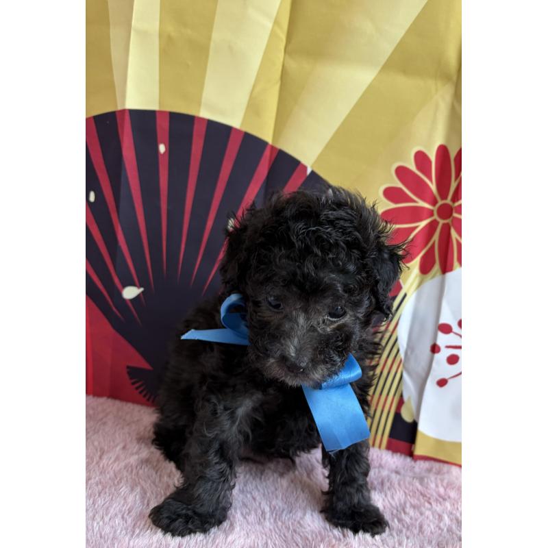 販売中の三重県のタイニープードル-436396の6枚目