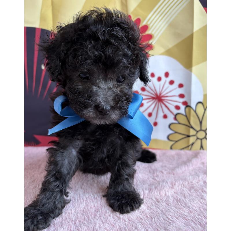 販売中の三重県のタイニープードル-436396の4枚目