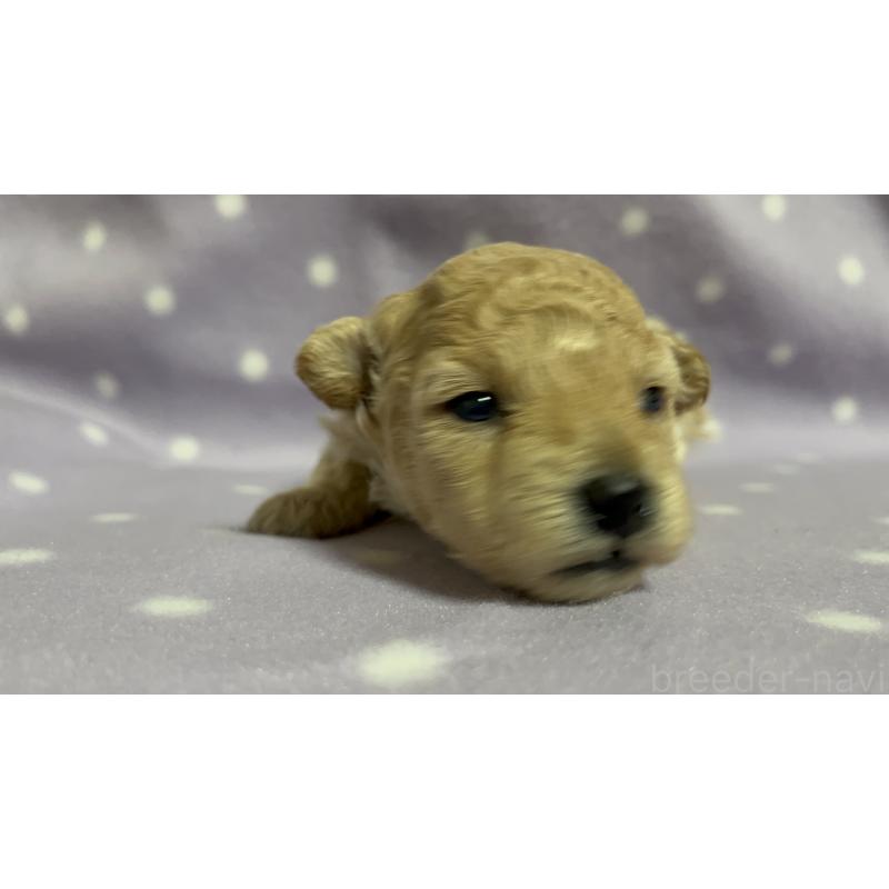 販売中の茨城県のトイプードル-436394の7枚目