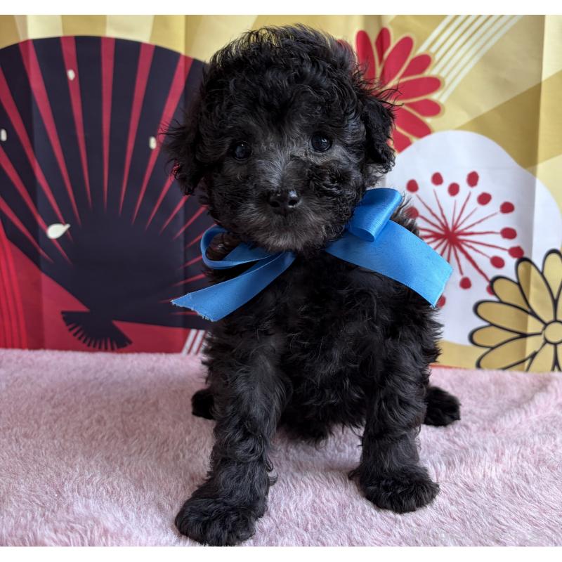 販売中の三重県のタイニープードル-436396の3枚目