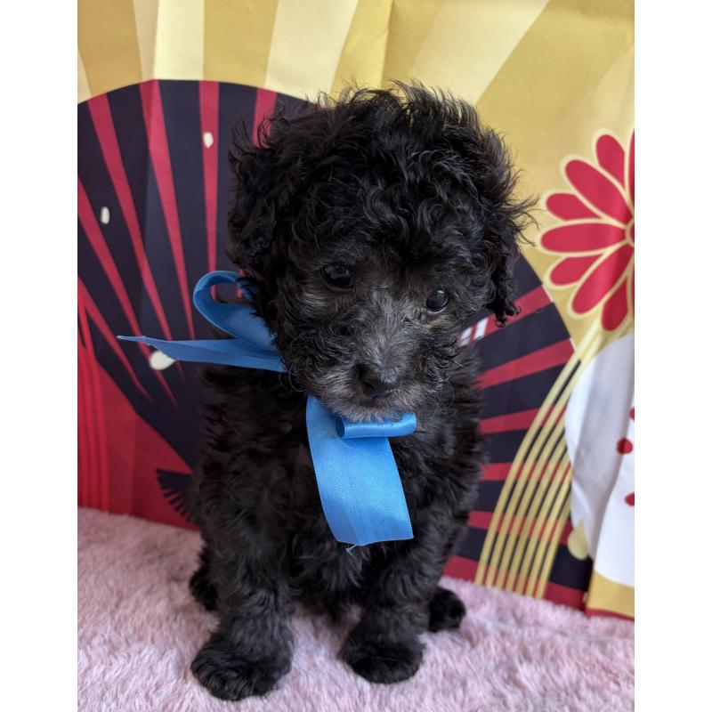 販売中の三重県のタイニープードル-436396の2枚目