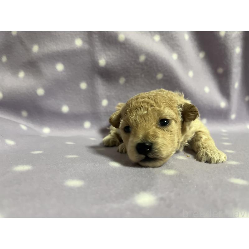 販売中の茨城県のトイプードル-436394の6枚目