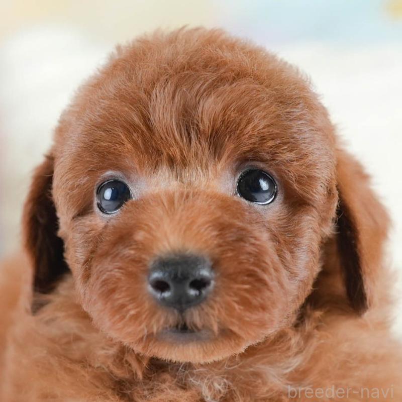 販売中の埼玉県のトイプードル-436395