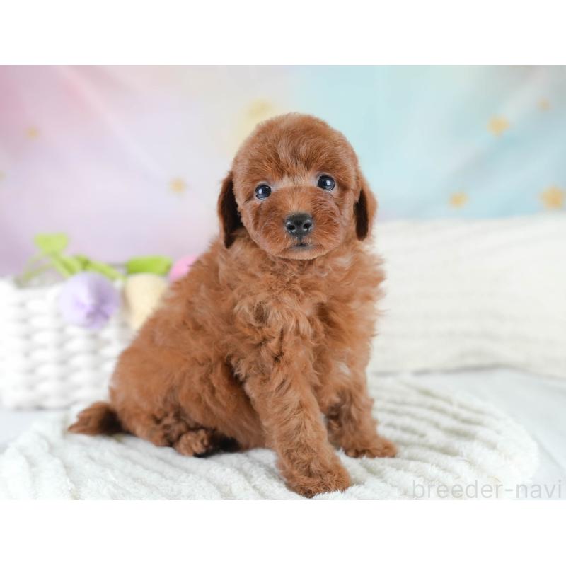 販売中の埼玉県のトイプードル-436395の11枚目