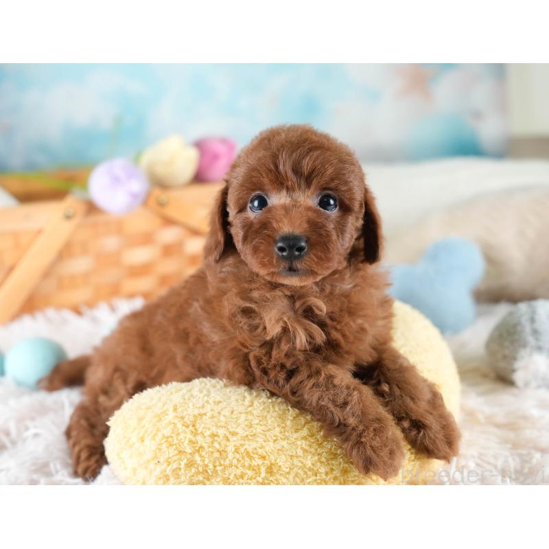 販売中の埼玉県のトイプードル-436395の10枚目