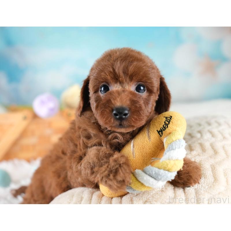 販売中の埼玉県のトイプードル-436395の8枚目