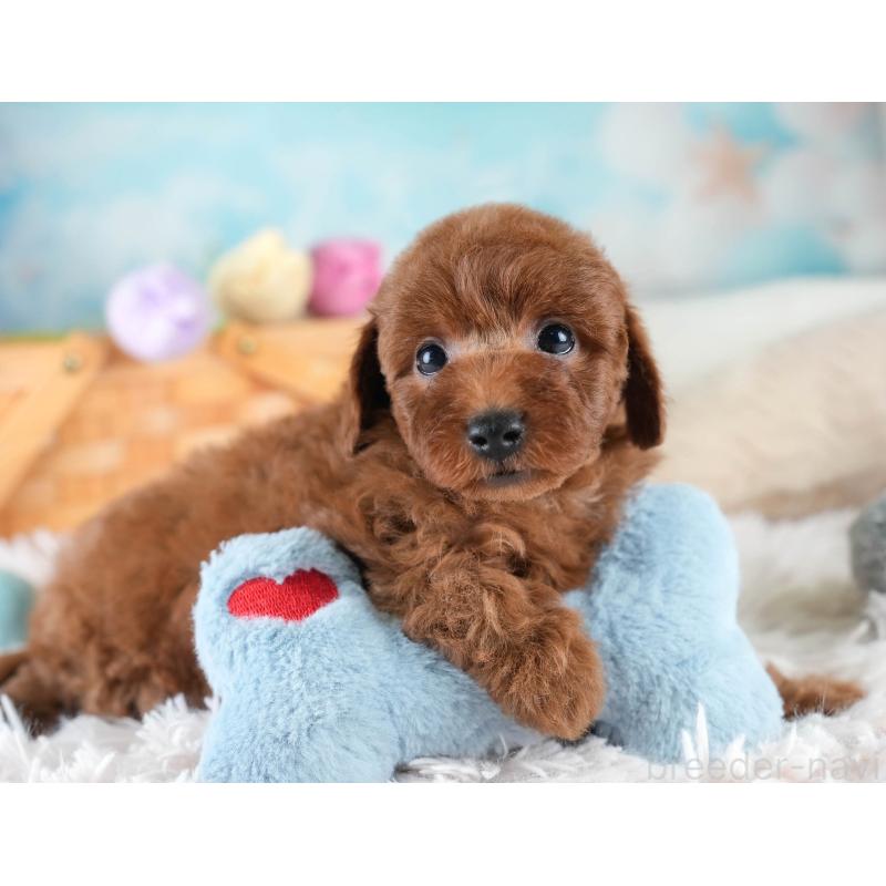 販売中の埼玉県のトイプードル-436395の7枚目