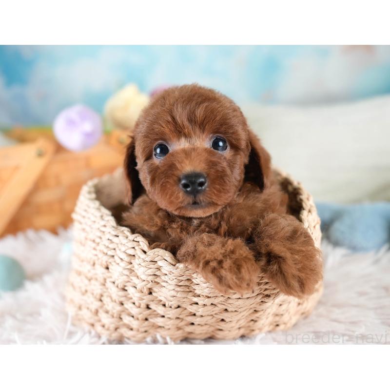 販売中の埼玉県のトイプードル-436395の5枚目