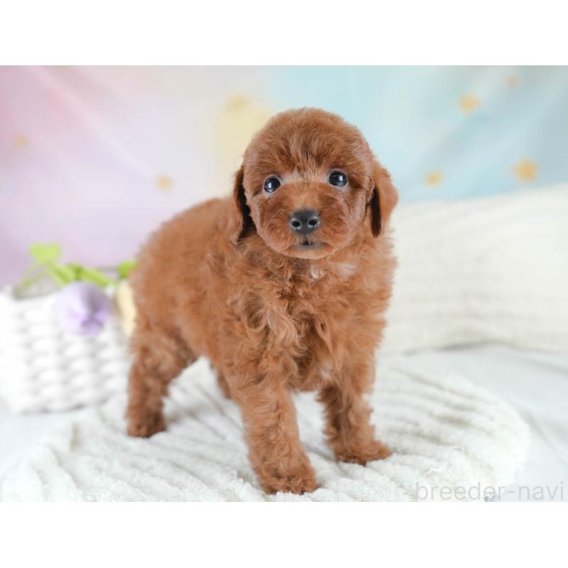 販売中の埼玉県のトイプードル-436395の4枚目