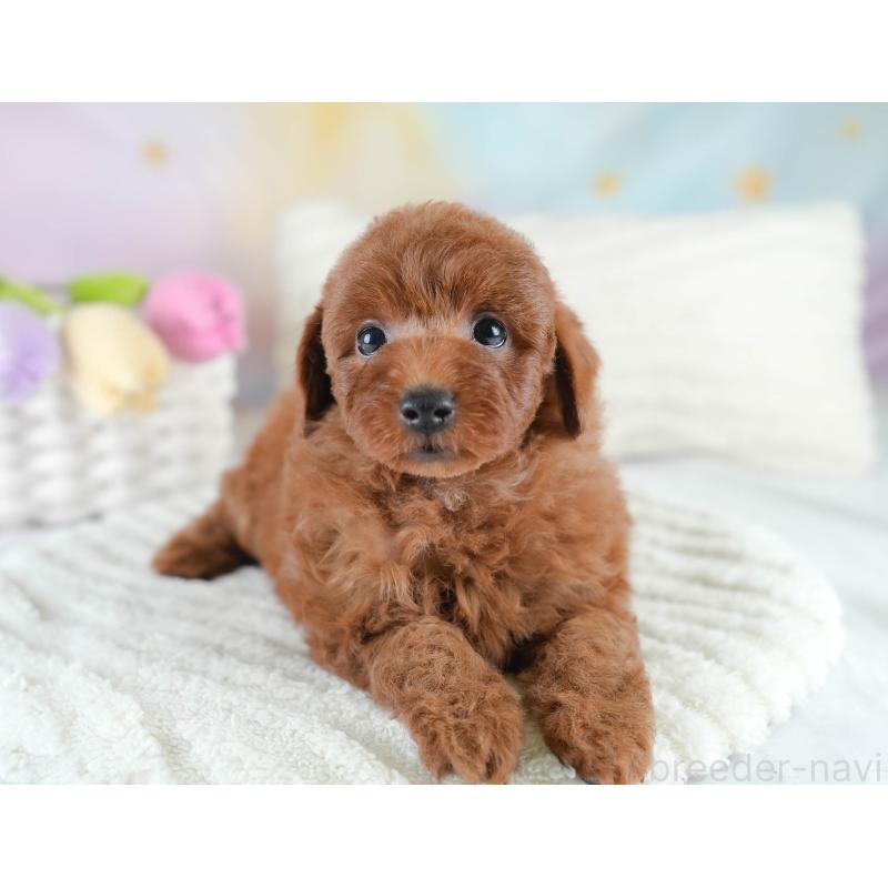 販売中の埼玉県のトイプードル-436395の3枚目