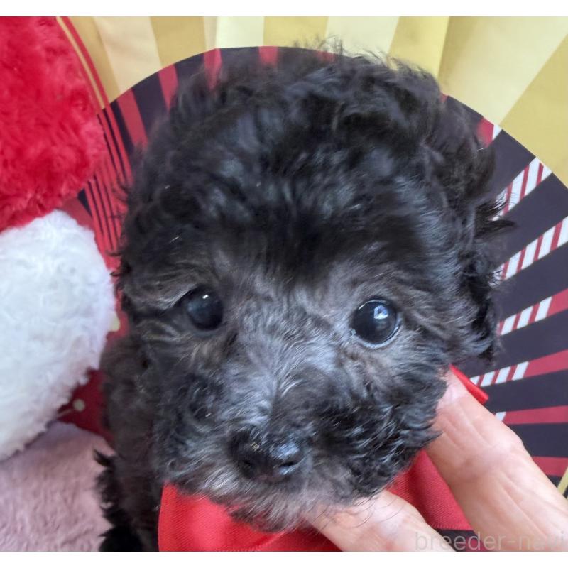 販売中の三重県のタイニープードル-436398の5枚目