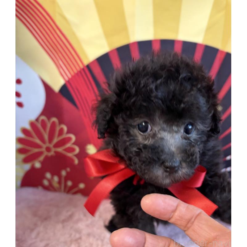 販売中の三重県のタイニープードル-436398の4枚目