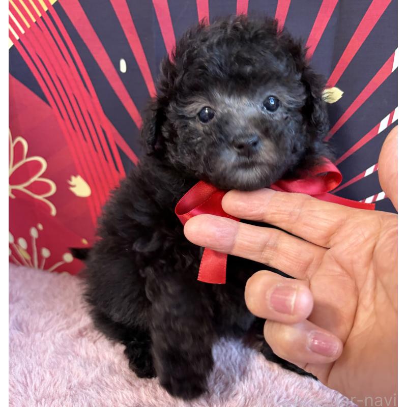 販売中の三重県のタイニープードル-436398の3枚目