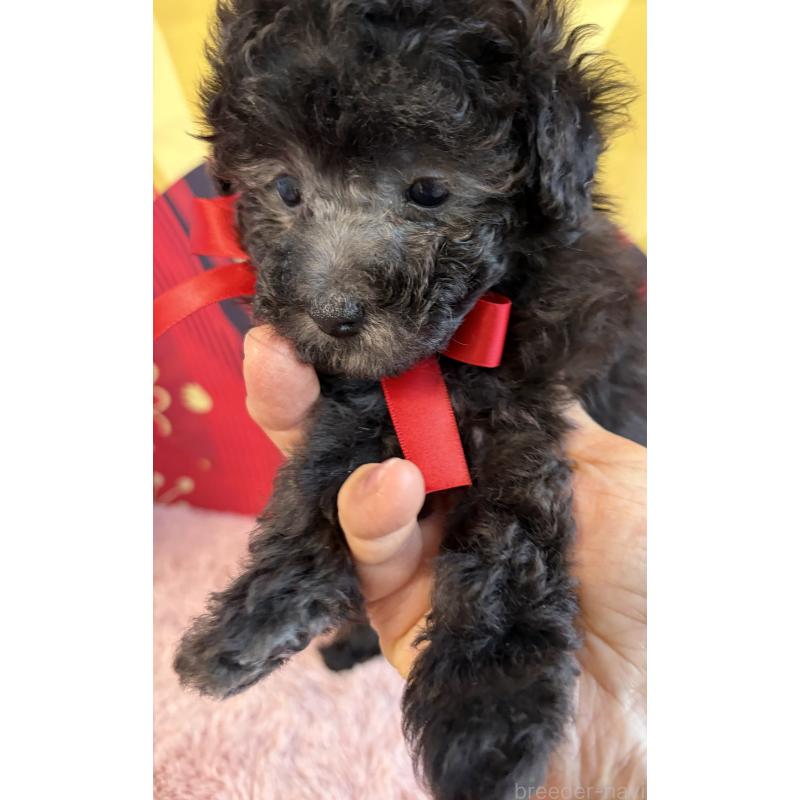 販売中の三重県のタイニープードル-436398の2枚目