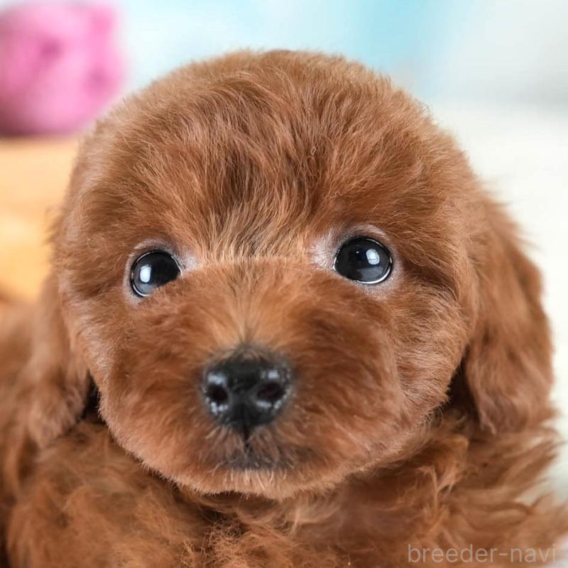 販売中の埼玉県のトイプードル-436397