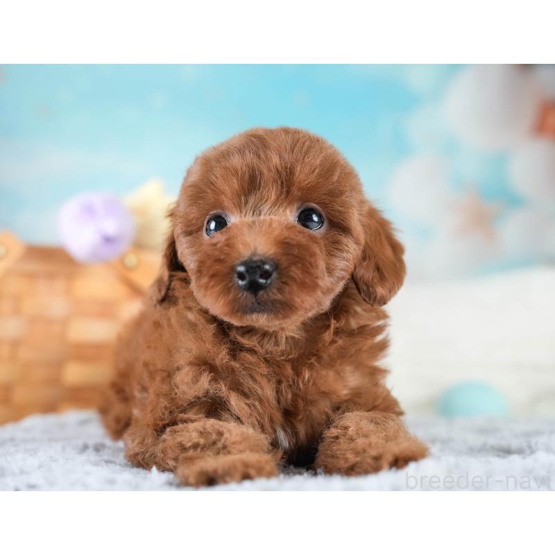 販売中の埼玉県のトイプードル-436397の12枚目