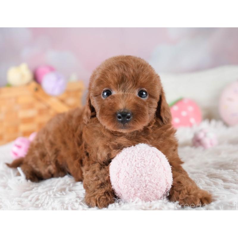 販売中の埼玉県のトイプードル-436397の10枚目