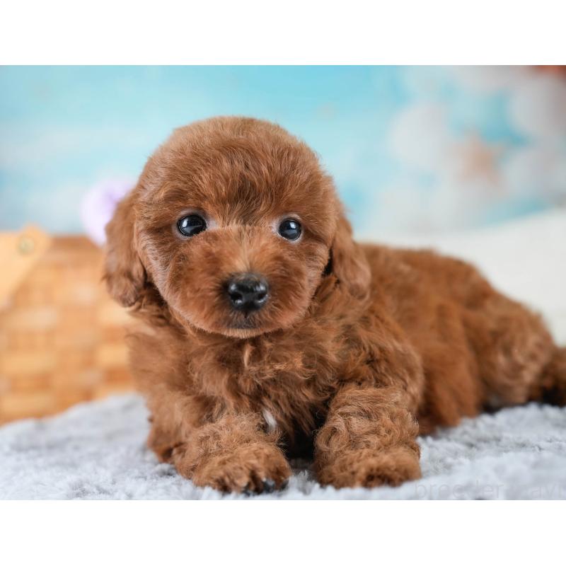 販売中の埼玉県のトイプードル-436397の9枚目