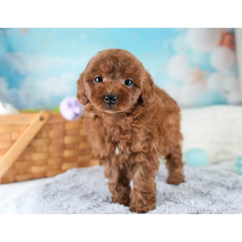 販売中の埼玉県のトイプードル-436397の8枚目