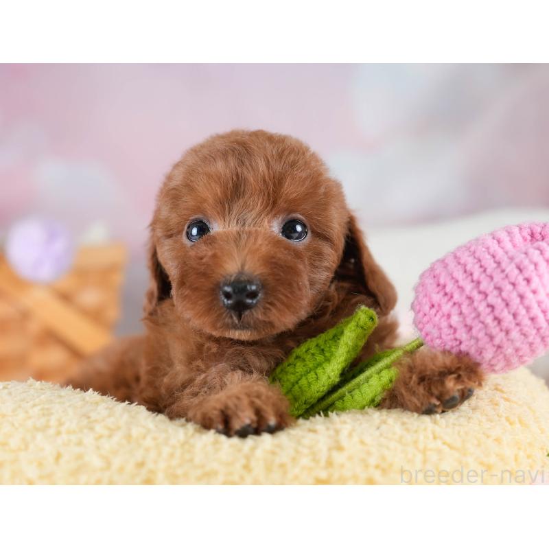 販売中の埼玉県のトイプードル-436397の7枚目