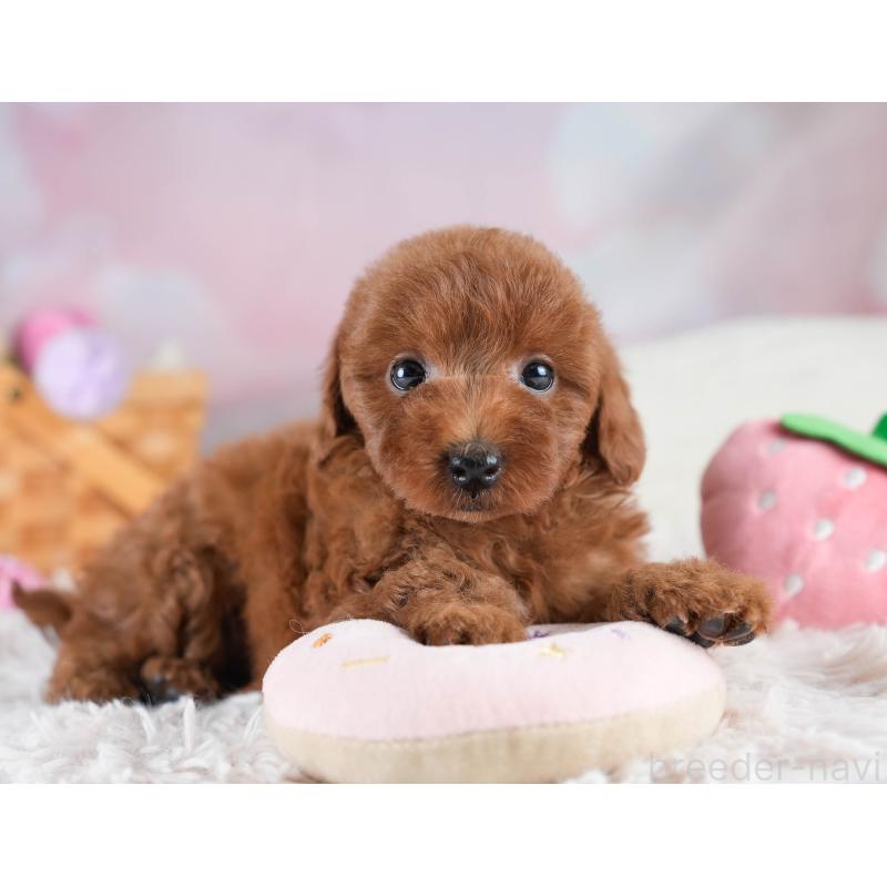 販売中の埼玉県のトイプードル-436397の6枚目