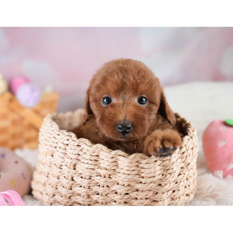 販売中の埼玉県のトイプードル-436397の5枚目