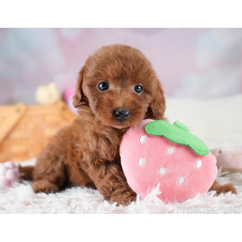 販売中の埼玉県のトイプードル-436397の4枚目