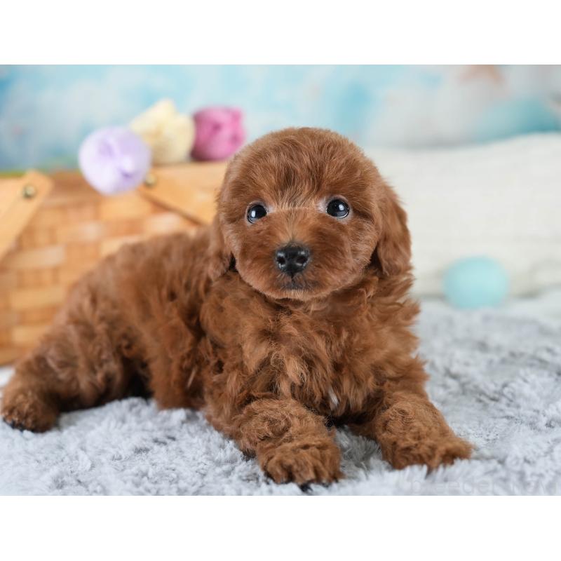 販売中の埼玉県のトイプードル-436397の3枚目