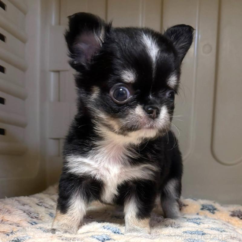 販売中の徳島県のチワワ(ロングコート)-436400の7枚目