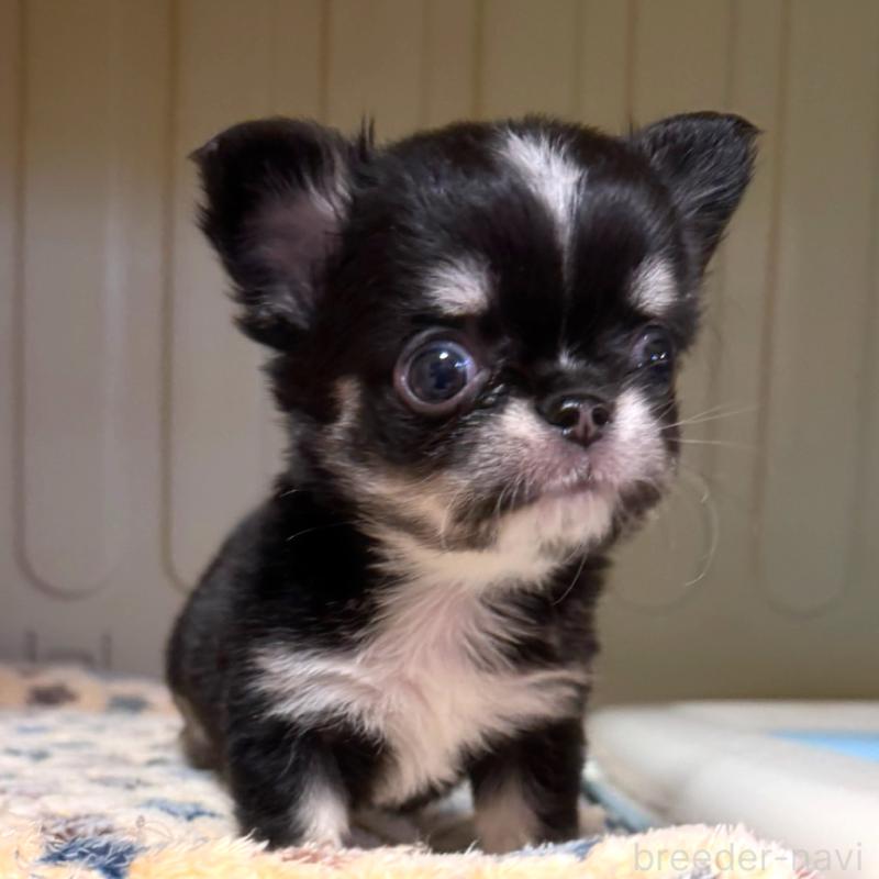 販売中の徳島県のチワワ(ロングコート)-436400の6枚目