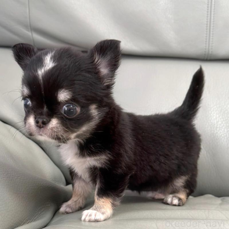 販売中の徳島県のチワワ(ロングコート)-436400の5枚目