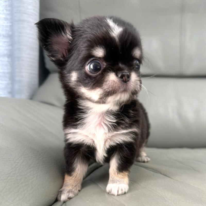 販売中の徳島県のチワワ(ロングコート)-436400の3枚目