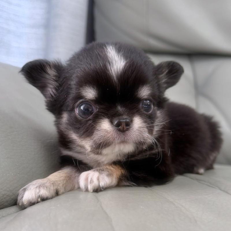 販売中の徳島県のチワワ(ロングコート)-436400の2枚目