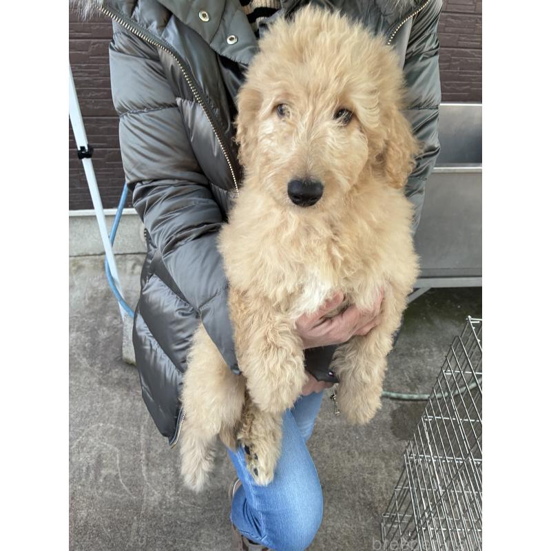 成約済の滋賀県のゴールデンドゥードル:ゴールデンレトリーバー×プードル-436399の1枚目